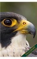 Falconry