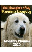 The Thoughts of My Maremma Sheepdog