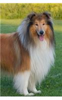 Rough Collie Posing for the Picture Journal