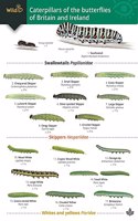 Guide to caterpillars of the butterflies of Britain and Ireland