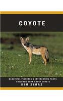 Coyote