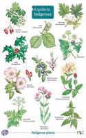 Guide to Hedgerows