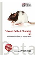 Fulvous-Bellied Climbing Rat: (English)