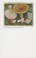 Jason Fulford: The Mushroom Collector