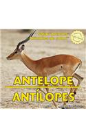 Antelope / Antílopes
