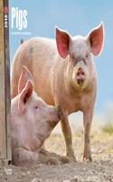 Pigs 2018 Calendar