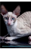 Cornish Rex Affirmations Workbook Cornish Rex Presents: Positive and Loving Affirmations Workbook. Includes: Mentoring Questions, Guidance, Supporting You.