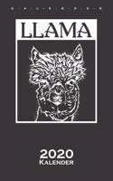 Lama Porträt Kalender 2020