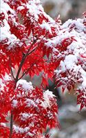 2020 Weekly Planner Japanese Maple Winter Snow 134 Pages