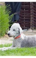 Bedlington Terrier Laying in the Grass Journal