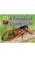 A Periodical Cicada's Life