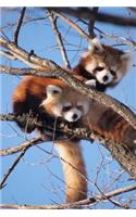 Two Red Pandas Playing in a Tree journal: Take Notes, Write Down Memories in this 150 Page Lined Journal