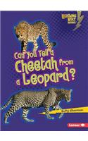 Can You Tell a Cheetah from a Leopard?