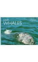 Gray Whales