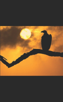 Through the Eyes of a Vulture