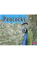 Peacocks