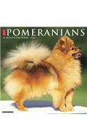 POMERANIANS 2020 WALL CALENDAR