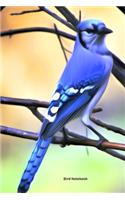 Bird Notebook
