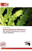 Actinodaphne Montana: (English)