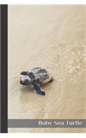 Baby Sea Turtle