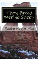 They Breed Merino Sheep