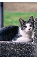 Charming Little Black and White Cat on a Step Pet Journal: 150 Page Lined Notebook/Diary