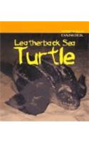 Leatherback Sea Turtle