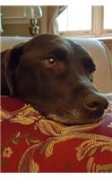 2020 Daily Planner Chocolate Lab Dog Labrador Retriever Rests Pillow 388 Pages
