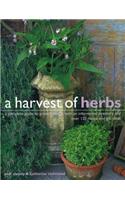 Harvest of Herbs