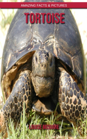 Tortoise