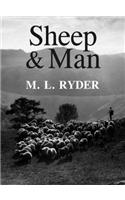 Sheep and Man
