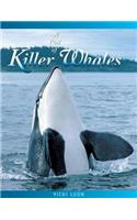 Pod of Killer Whales