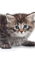 Siberian Kitten Spring Notebook & Journal. Productivity Work Planner & Idea Notepad: Brainstorm Thoughts, Self Discovery, To Do List