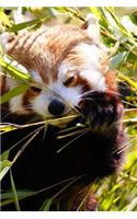 Mind Blowing Cute Red Panda Eating Bamboo With Paws 150 Page lined journal: 150 page lined journal