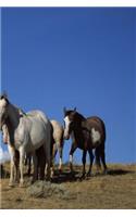 Journal Standing Horses Western Pasture Equine
