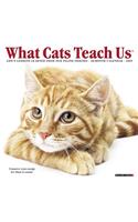 What Cats Teach Us Mini 2019 Wall Calendar