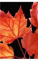 2020 Weekly Planner Maple Leaves Fall Season 134 Pages: 2020 Planners Calendars Organizers Datebooks Appointment Books Agendas