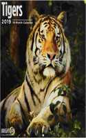 Tigers 2019