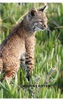 Bobcat Kitten