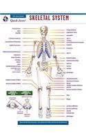 Skeletal System