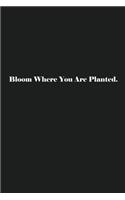 Bloom Where You Are Planted.