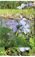 Your Mini Notebook! Vol. 59: Wild phlox greetings from the forest floor