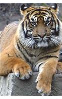 Say Hello to the Sumatran Tiger Journal: 150 page lined notebook/diary