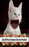 Like All Pure Creatures Cats Are Practical