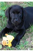 Black Lab Puppy Journal