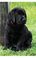Black Lab Puppy Planner: (Puppy Days of Summer Calendar Notebook 6x9)