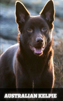 Australian Kelpie