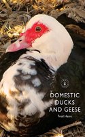 Domestic Ducks and Geese