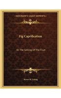 Fig Caprification