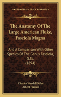The Anatomy Of The Large American Fluke, Fasciola Magna
